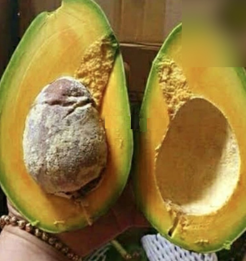 Alpukat varietas Green Taiwan dibelah dua