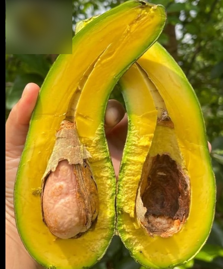 Alpukat varietas SAB 034