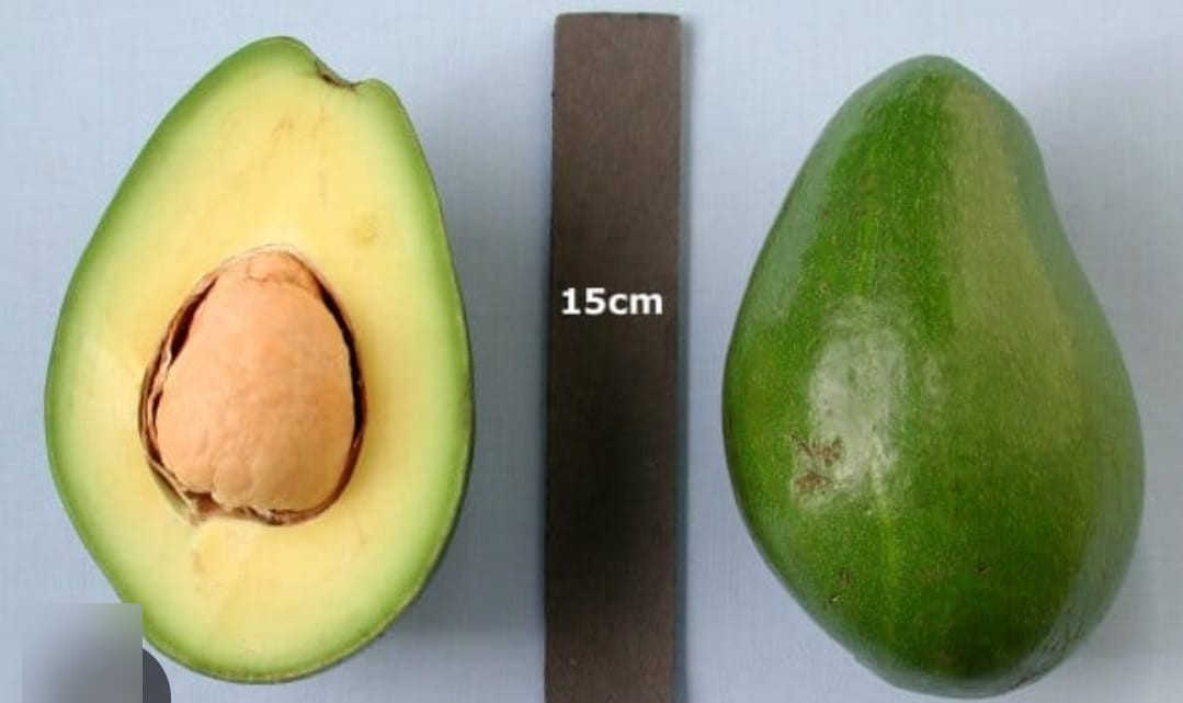Alpukat Dupuis asal Florida, dibandingkan dengan penggaris 15 cm