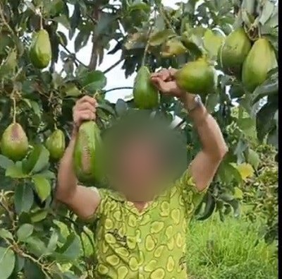 Proses petik langsung dari pohon
